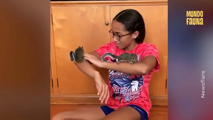 ¿Eres tú Alvin? niña rescata tres ardillas bebé luego de que perdieran su nido tras el paso de un huracán