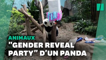 Maintenant même les pandas font des "gender reveal party"