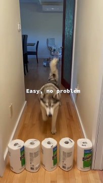 Husky Howls at High TP Tower