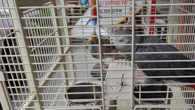 Çapkın papağan görenleri şaşırtıyor! Yoldan geçen kızlara ıslık çalıp, çay sipariş ediyor