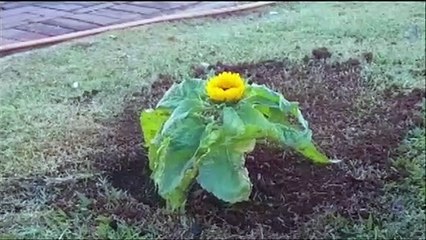 Setembro Amarelo: Funcionários do HUOP plantam girassóis no Dia Mundial de Prevenção do Suicídio