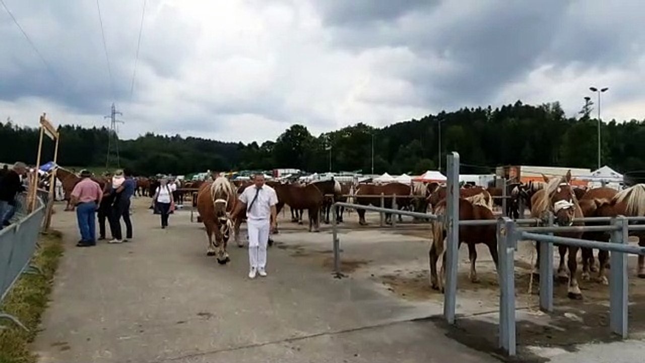 Concours du cheval de trait comtois 2021