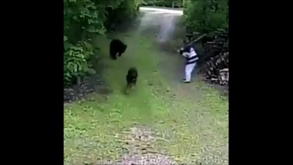 Elle se fait charger par un ours en essayant sauver son chien ! Chanceuse