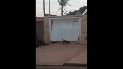 Independent Doggie Dips under Garage Door