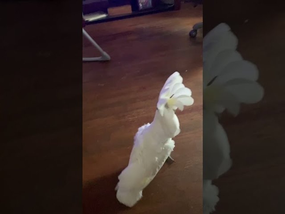 Clyde the Cockatoo is Concerned