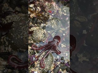 Scuttling Octopus Camouflages in Tide Pool