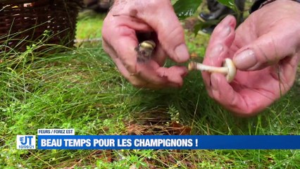A la Une : C'est parti pour la cueillette des champignons / L'école des Mines au top ! / Rencontre avec Ignacio Ramirez