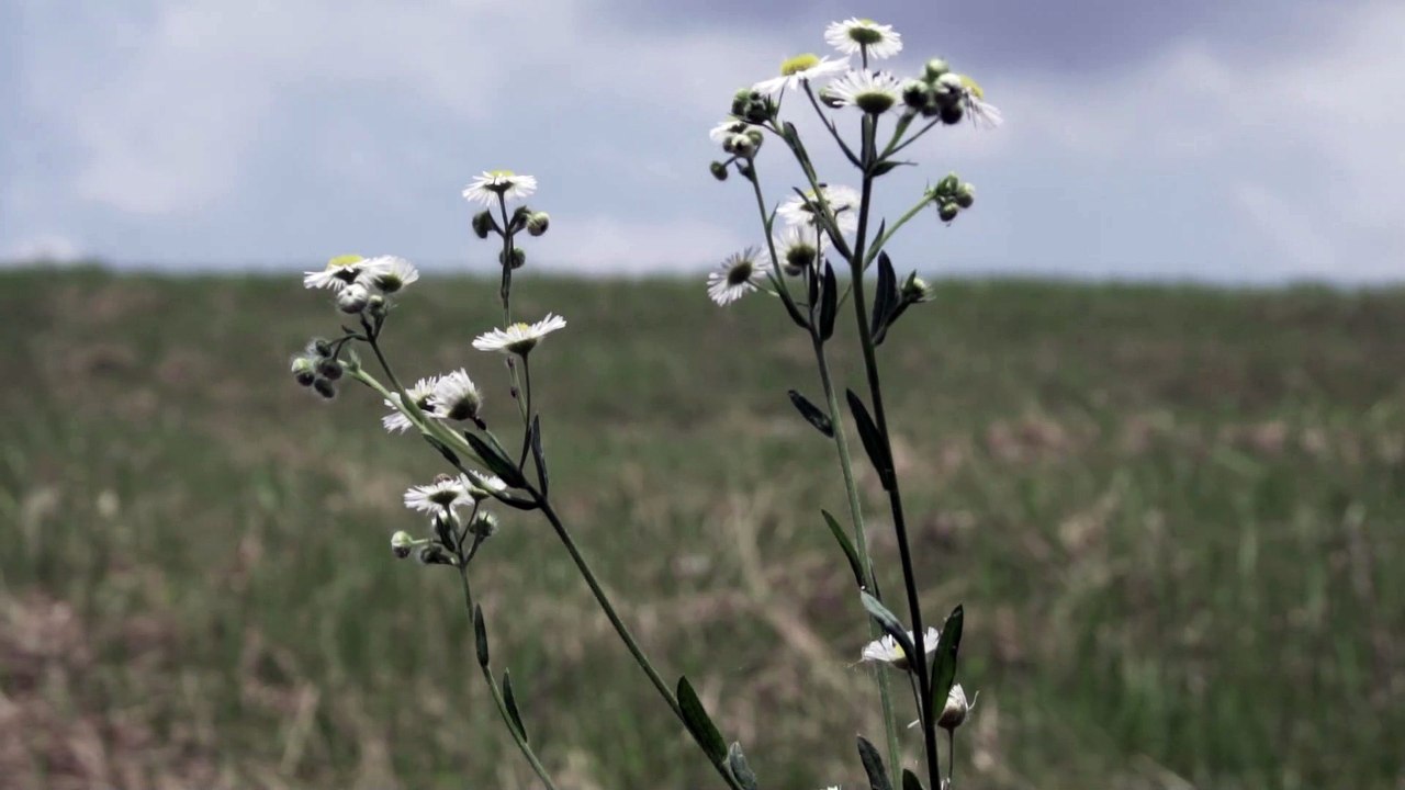 small daisy summer landscape empty mirror