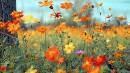 the small yellow flowers in sun swinging with wind
