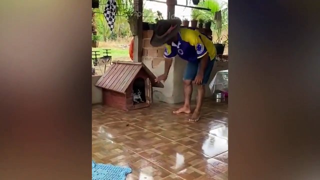 Pets Getting Scared Over Nothing - Funny Cat And Dog Videos _ Pets Island ( 720 X 1280 )