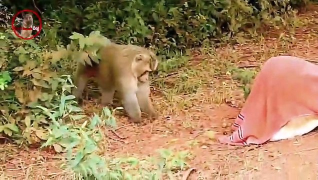 Troll Prank dog & fake Lion and Fake Tiger Prank To dog _ Videos Troll 2021 ( 480 X 854 )