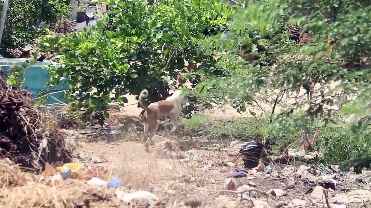 Wow Nice 2 Dogs Pranks!!! Fake Tiger Prank Dog So Funny Dog Try To Stop Laugh Challenge Comedy Video ( 720 X 1280 )