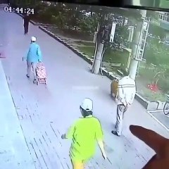 Yaşlı adam yaralandı köpek yardımına koştu