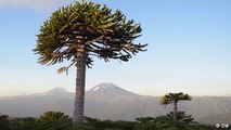 Indigenous peoples and Chile's Araucaria Forest