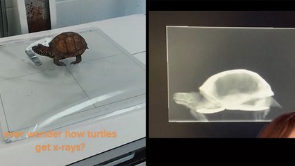Ever Wonder What Turtle X-Rays Look Like?
