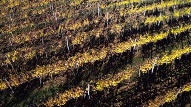 As Harvesting Begins in Champagne, Over Half the Grapes Have Already Been Lost