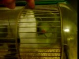 Benhur Marcel mon hamster