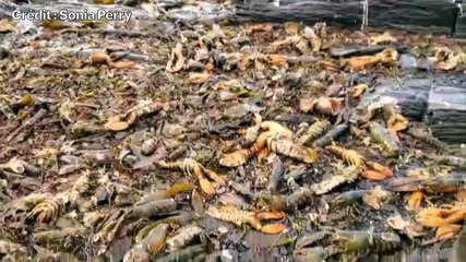 Des centaines de homards à la dérive sur les plages