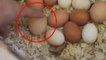 Tavuk kümesine giren adam, diğerlerinden farklı olan yumurtayı görünce şaşkınlığa uğradı
