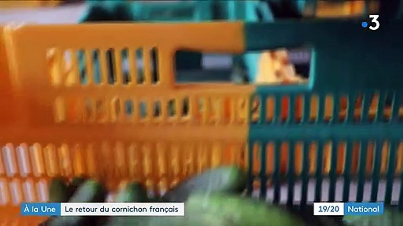 Agriculture : la production de cornichons relocalisée en France