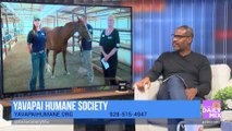 Meet CJ the Horse at the Yavapai Humane Society Equine Center