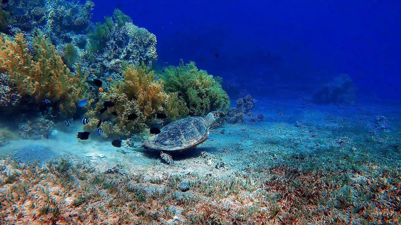 Tiburón peregrino ¿sabías esto de este increíble tiburón gigante?