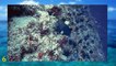 Datos curiosos del océano 25 datos que quizás no conocías hace 5 minutos