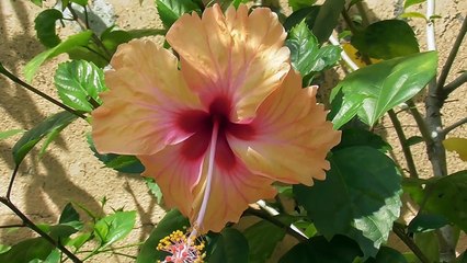 Orange Petaled Hibiscus With Pink and Red Center