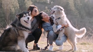 कुत्ते ओर कुतिया चिपक क्यों जाते है | Why do dogs and bitches stick | Dogs Facts in Hindi | Shivam Facts |