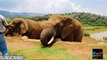 हाथी के बारे में कुछ रोचक तथ्य जो आप नहीं जानते