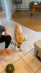 This puppy dog is tasting watermelon for the first time in life! Do you think he will like it?