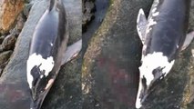 Boynundan ateşli silahla vurulmuş yunus balığı bulundu