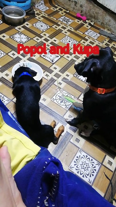 Popol And Kupa