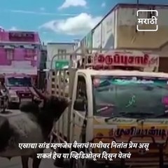 Watch: This Love Story Of A Bull Will Melt Your Heart