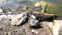 Sarımehmet Baraj Gölü'nde balık ölümlerine inceleme