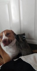 Raccoon Cuddles Its Canine Friend