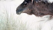 Camel eating grass in desert