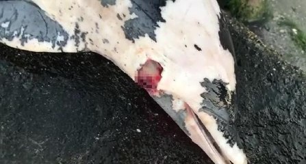 BOYNUNDAN TABANCAYLA VURULAN YUNUS KIYIYA VURDU