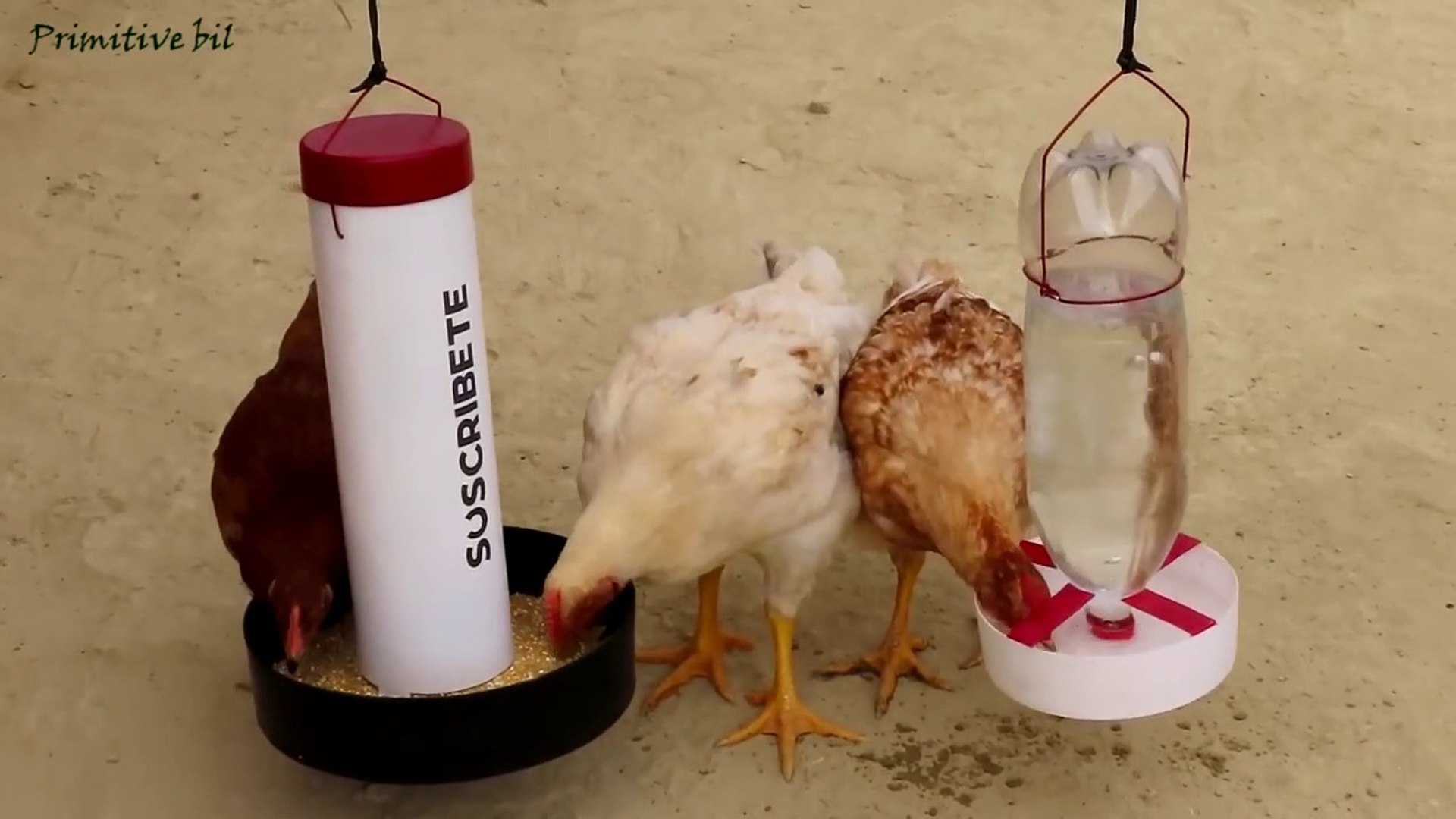 Como hacer comedero y bebedero para gallinas y pollos de PVC - video  Dailymotion
