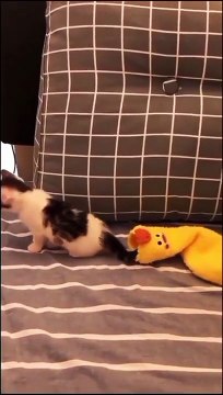 OMG Funny Cats Doing Funny Things Cute Cats Video Funny Cats #cat #shorts #Funny #1