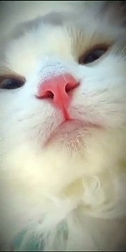 OMG Cute Cats Doing Funny Things Funny Cats Video Cute Cats #cat #shorts #funny ☺