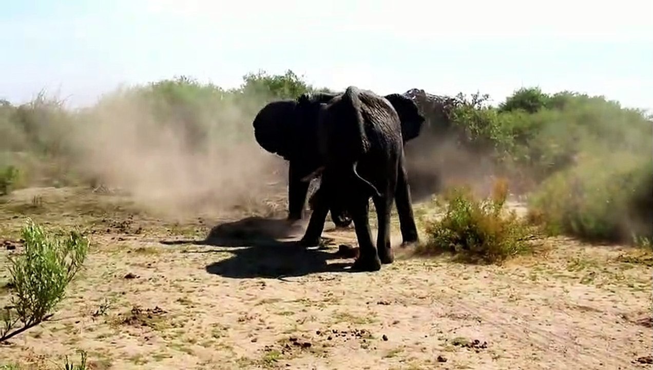 Elephant vs Elephant Fight Scene