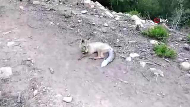 Son dakika haberi... Ne yaptın sen bebiş ... Tilkiyle çobanın gülümseten anları kamerada