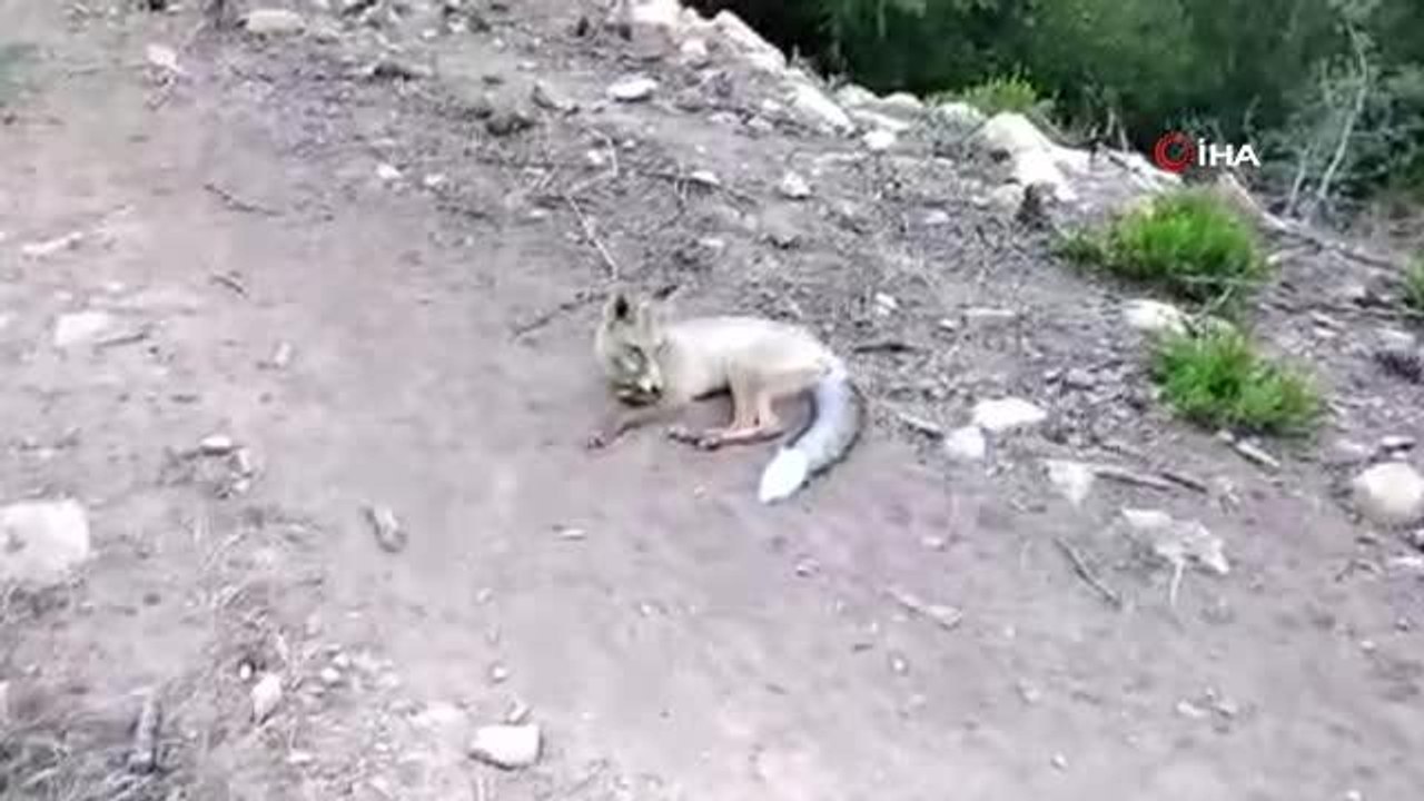 Son dakika haberi... "Ne yaptın sen bebiş"... Tilkiyle çobanın gülümseten anları kamerada