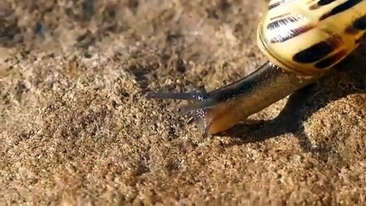 Snail Animal