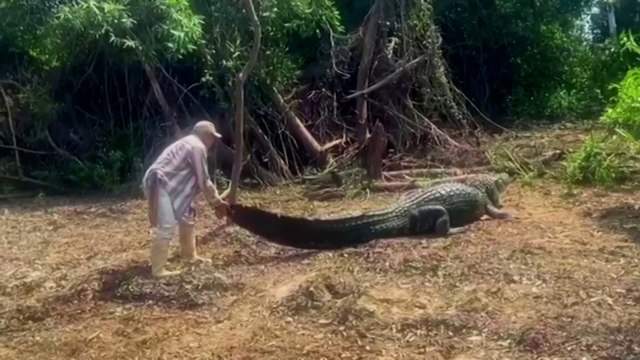 Bolivie : l’amitié improbable entre un guide touristique et un caïman sauvage