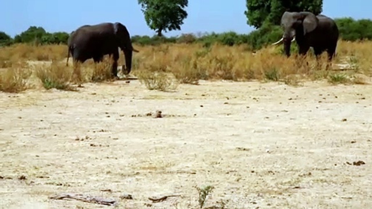 African Elephant Hot Mood