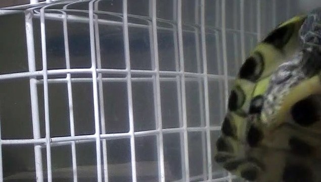 【Lamu　chan 】3507【ラムちゃん】