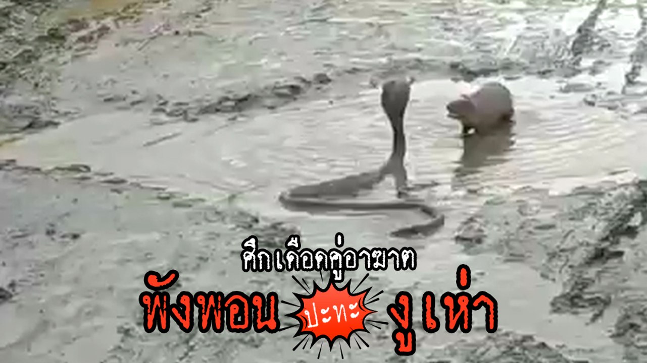 ซัดเดือดกลางถนน ! พังพอน ปะทะ งูเห่า ศึกคู่อาฆาตตลอดกาลใครจะอยู่ ใครจะไป