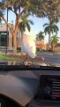 Bird Cruises on Car Hood